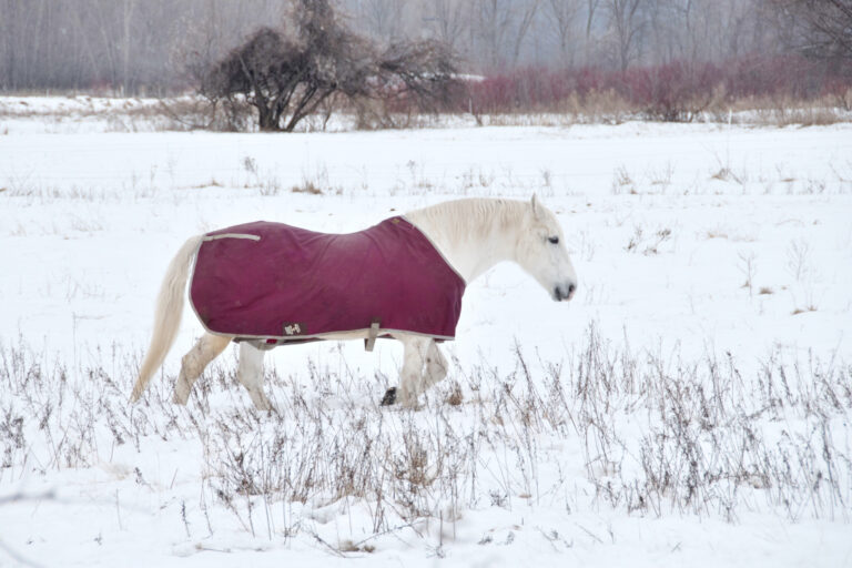 Die besten Winterdecken für Ponys