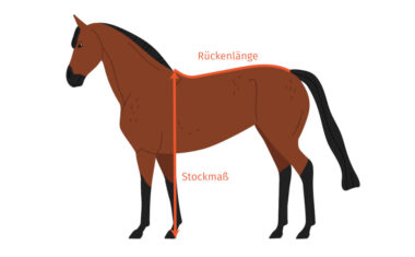 Deckengröße Pferd: Rückenlänge und Stockmaß beim Pferd messen