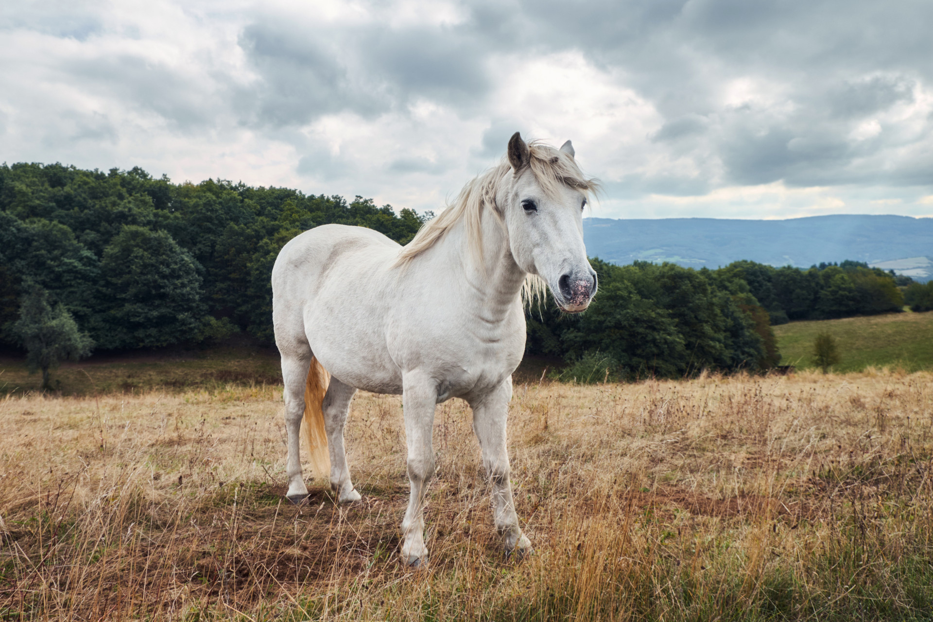 Deckengröße Pferd exakt bestimmen: Ein umfassender Leitfaden